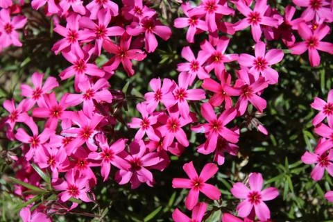 Background of spring pink flowers Stock Photos