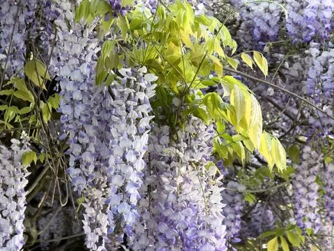 Background of spring purple and white flowers hanging in filled frame in la.. Stock Photos