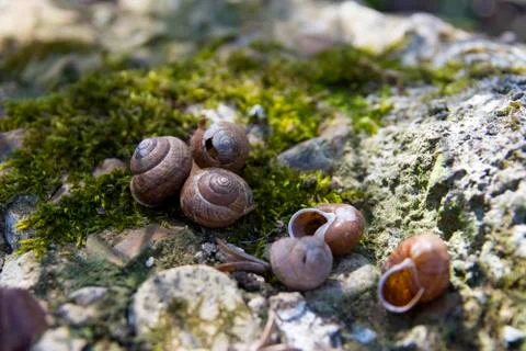 Background with spring snail shells Stock Photos