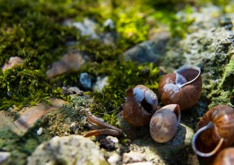 Background with spring snail shells Stock Photos