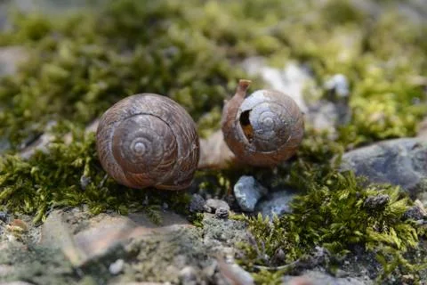 Background with spring snail shells Stock Photos