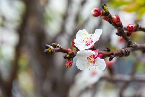 Background of spring white cherry blossoms tree. selective focus. Stock Photos