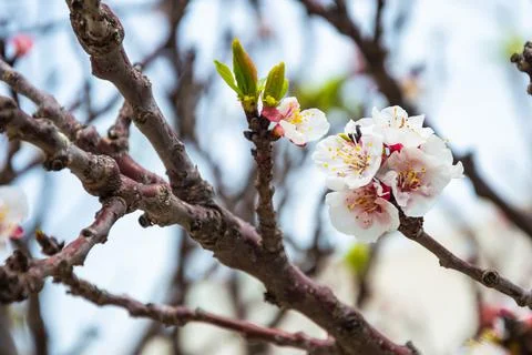 Background of spring white cherry blossoms tree. selective focus. Stock Photos