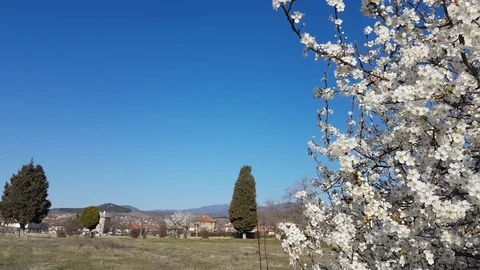 Background: Springtime in Bulgaria  - trees, blossoms, blue sky Vídeos de archivo 104764329