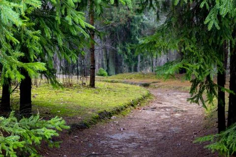 Background of spruce branches and a path to the forest Stock Photos