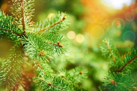 Background of spruce branches Stock Photos