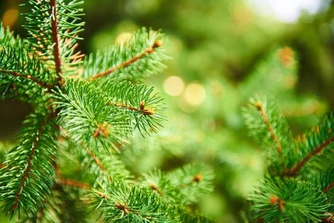 Background of spruce branches Stock Photos