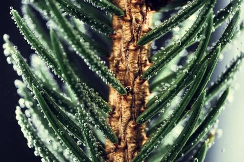 Background of spruce branches Stock Photos