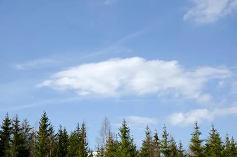 Background of spruce horizon Stock Photos