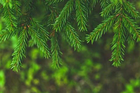 Background of spruce tree branches Stock Photos