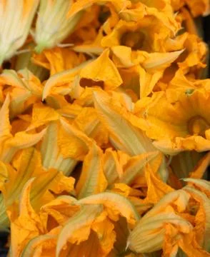 Background of squash blossoms also called courgette flowers Stock Photos