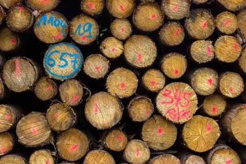 Background of stacked logs in the forest. Stock Photos