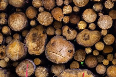 Background of stacked logs in the forest. Stock Photos