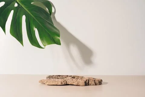 Background stand from the bark of a tree opposite the monstera leaf Stock Photos