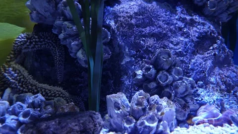 Background of starfish and dead perch- Stock Footage 240495775