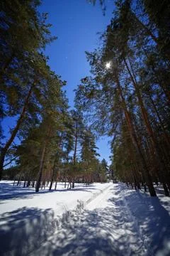 On the background of the starry sky winter road with deep snow in the conif.. Stock Photos