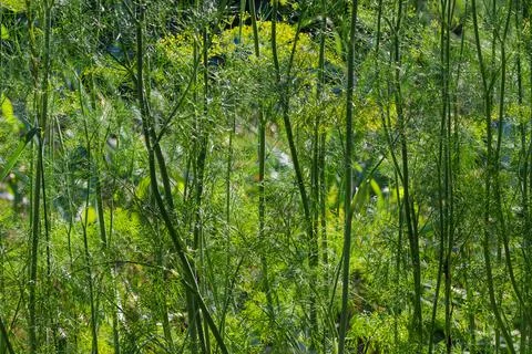 Background of the stems of dill on a field Фото