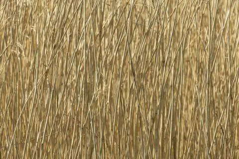 Background of stems of dried plants Stock Photos
