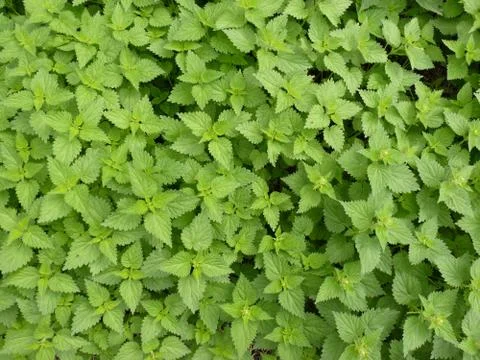 Background - stinging nettles Stock Photos