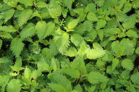 Background - stinging nettles Stock Photos