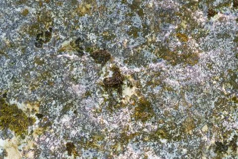 Background of stone texture with moss. Close up image. Stock Photos