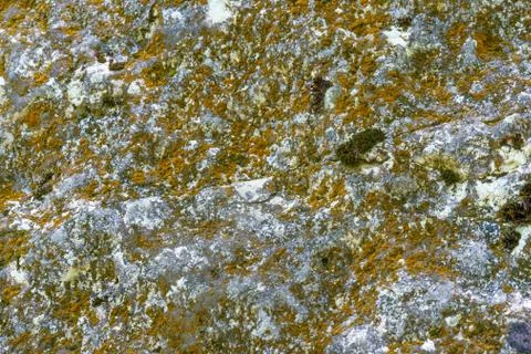 Background of stone texture with moss. Close up image. Stock Photos