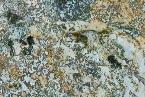 Background of stone texture with moss. Close up image. Stock Photos