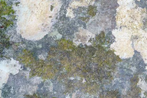Background of stone texture with moss. Close up image. Stock Photos