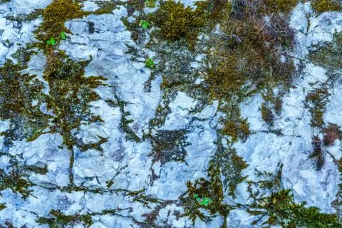 Background of stone texture with moss. Close up image Stock Photos