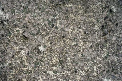 Background of stony surface covered with lichen Foto stock