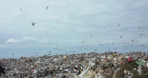 Background of stork flock flying above waste dump on bright sky horizon 動画素材 127288795