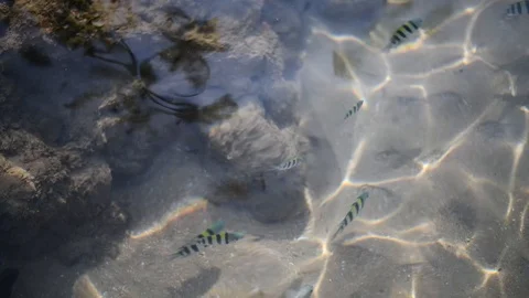 Background Stranded underwater world with corals and striped tropical fish near Video stock 106289882