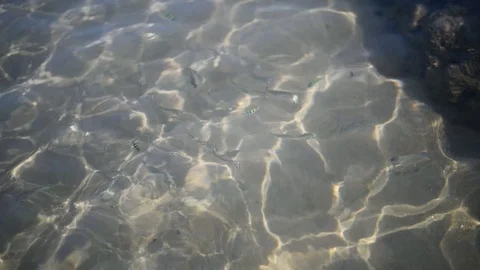 Background Stranded underwater world with corals and striped tropical fish near Video stock 106289888