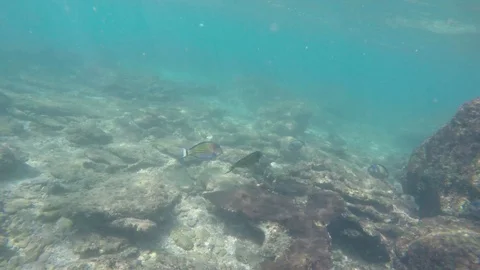 Background Stranded underwater world with corals and striped tropical fish near 스톡 동영상 106289952
