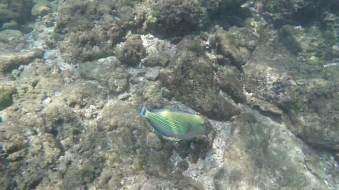 Background Stranded underwater world with corals and striped tropical fish near Video stock 106289956
