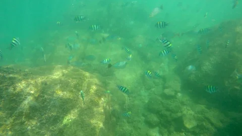 Background Stranded underwater world with corals and striped tropical fish near Video stock 128731219