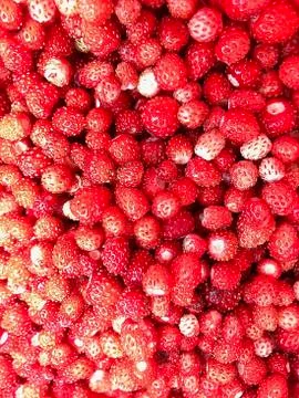 Background of strawberries. Stock Photos