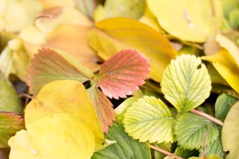 Background of strawberry leaf fall. macro Stock Photos