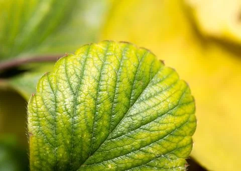 Background of strawberry leaf fall. macro Stock Photos