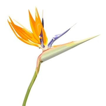 Background with Strelitzia Reginae Stock Illustration