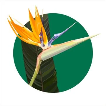 Background with Strelitzia Reginae Stock Illustration
