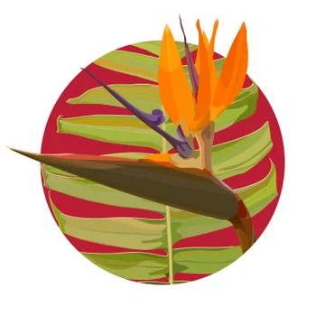 Background with Strelitzia Reginae Stock Illustration