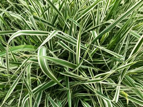 Background - striped grass. Stock Photos