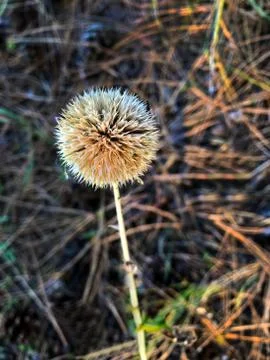 Background - strongly roasted nuts. Stock Photos