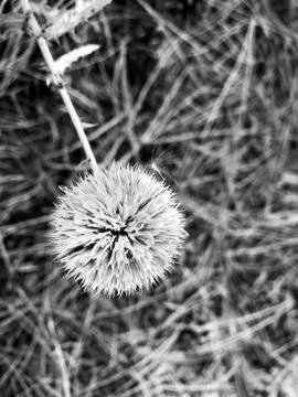 Background - strongly roasted nuts. Stock Photos