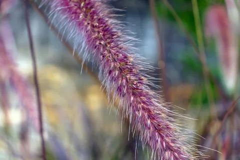 Background A Structure - A Dry Grass Stock Photos