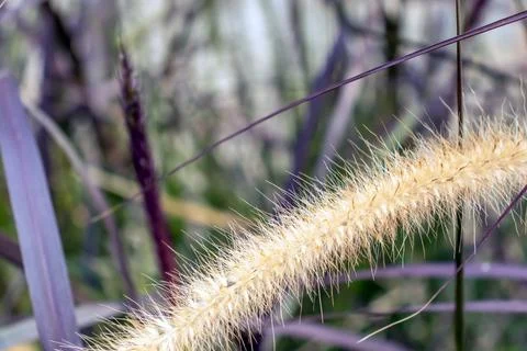 Background A Structure - A Dry Grass Stock Photos