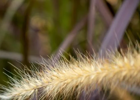 Background A Structure - A Dry Grass Stock Photos