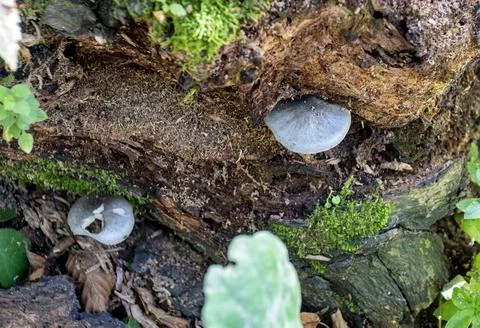 Background, the structure of a tree trunk infected with fungi and parasites i Foto stock