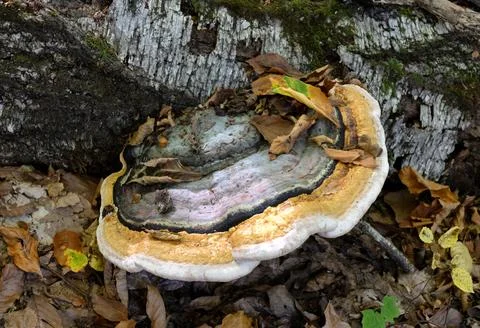 Background, the structure of a tree trunk infected with fungi and parasites i 库存照片